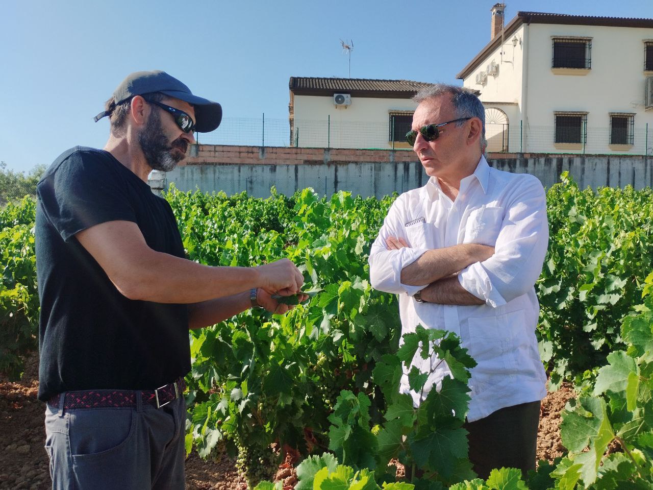 Enrique Santiago durante su visita de esta mañana a un viñedo de la localidad condobesa de Montilla para interesarse por la plaga del mildiu