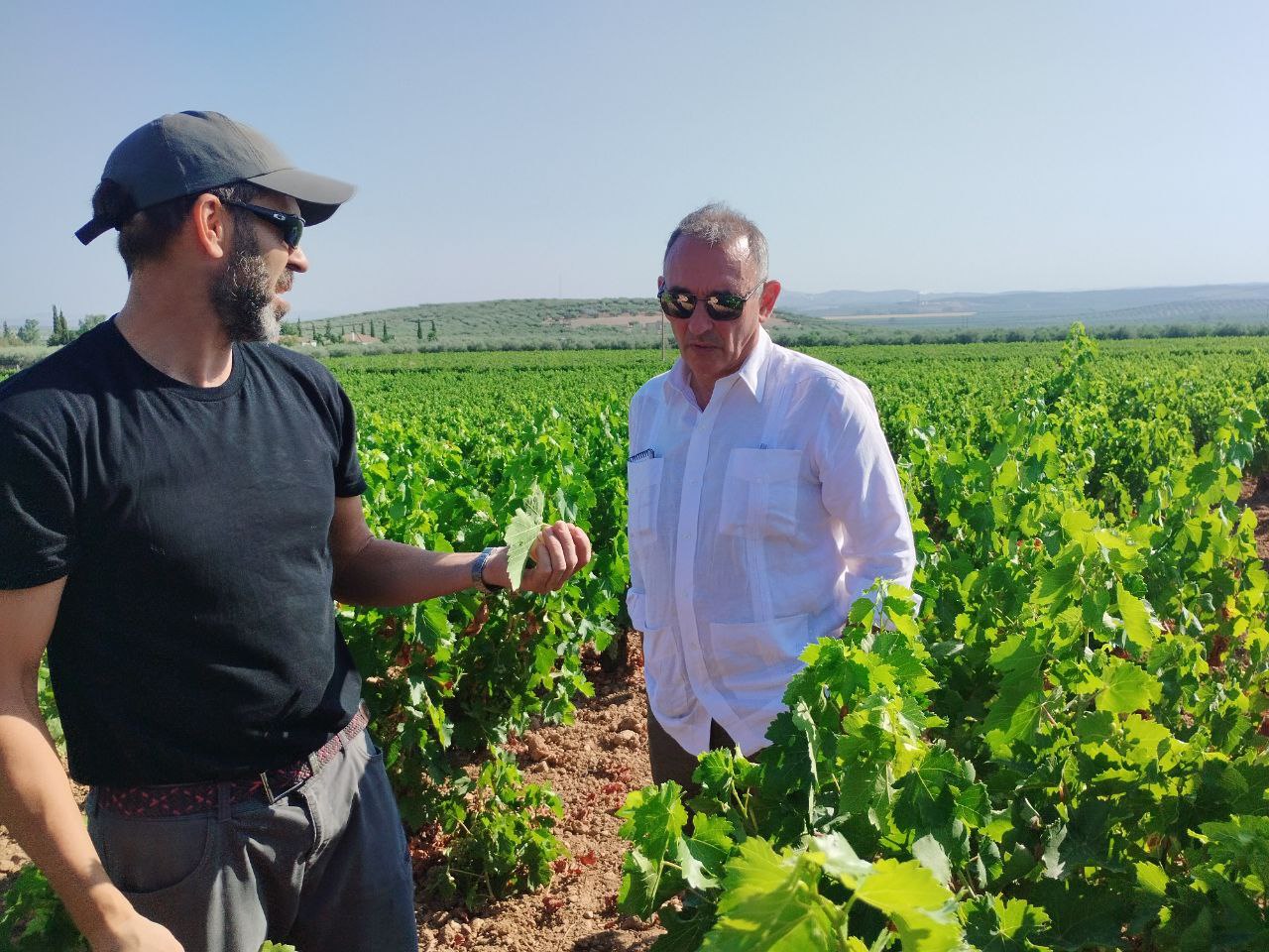 Enrique Santiago en un viñedo de Montilla
